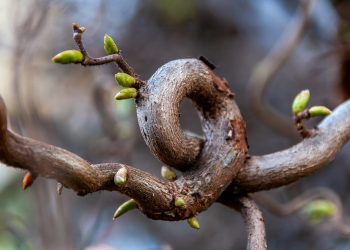 Twisted vine with green buds beginning to sprout.