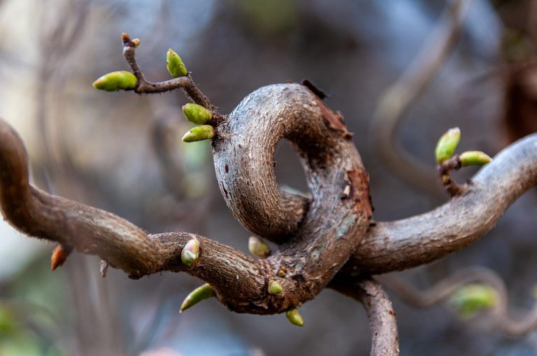Twisted vine with green buds beginning to sprout.