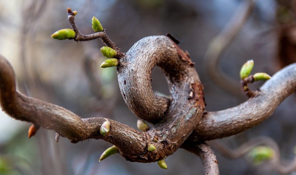 Twisted vine with green buds beginning to sprout.