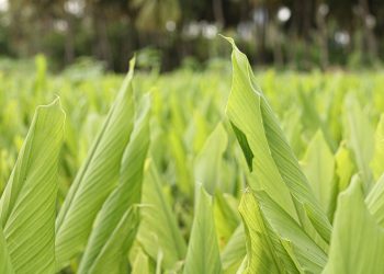 Green turmeric leaves in a lush field.