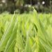 Green turmeric leaves in a lush field.