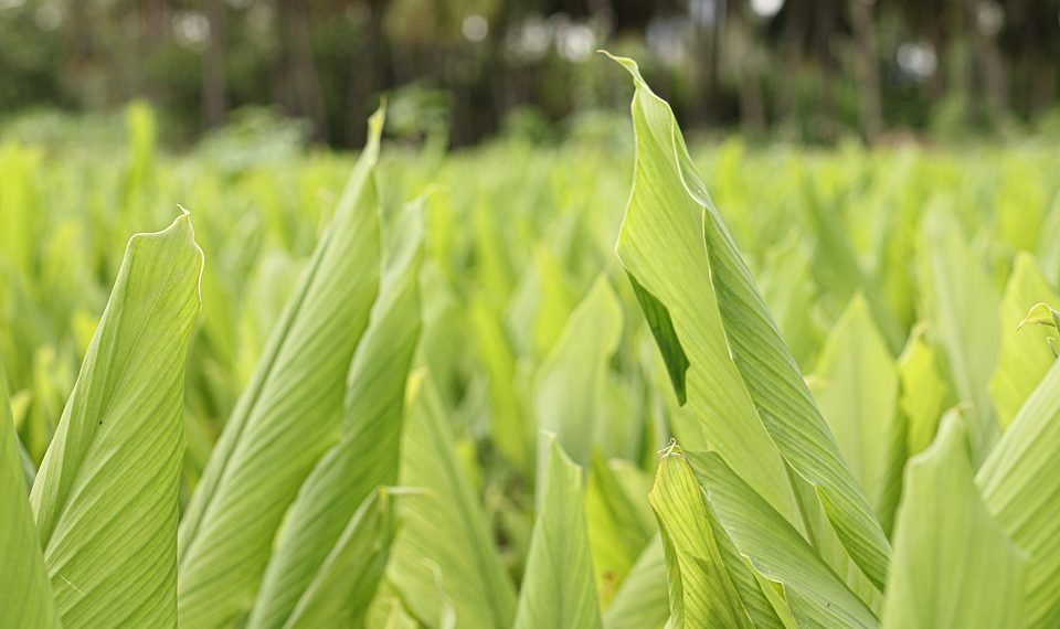 Green turmeric leaves in a lush field.