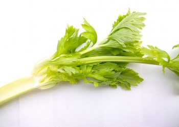 Fresh green celery stalks on a white background.