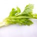 Fresh green celery stalks on a white background.