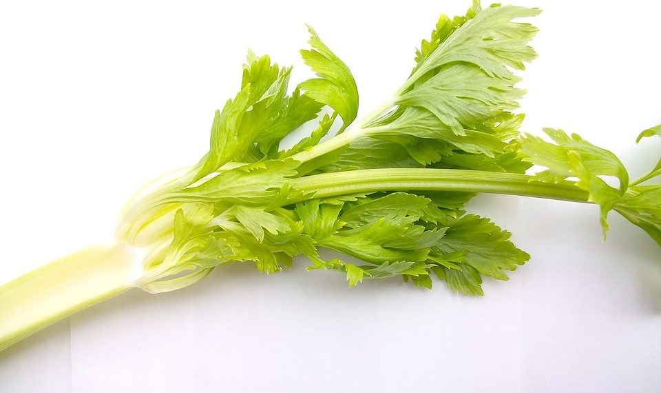 Fresh green celery stalks on a white background.