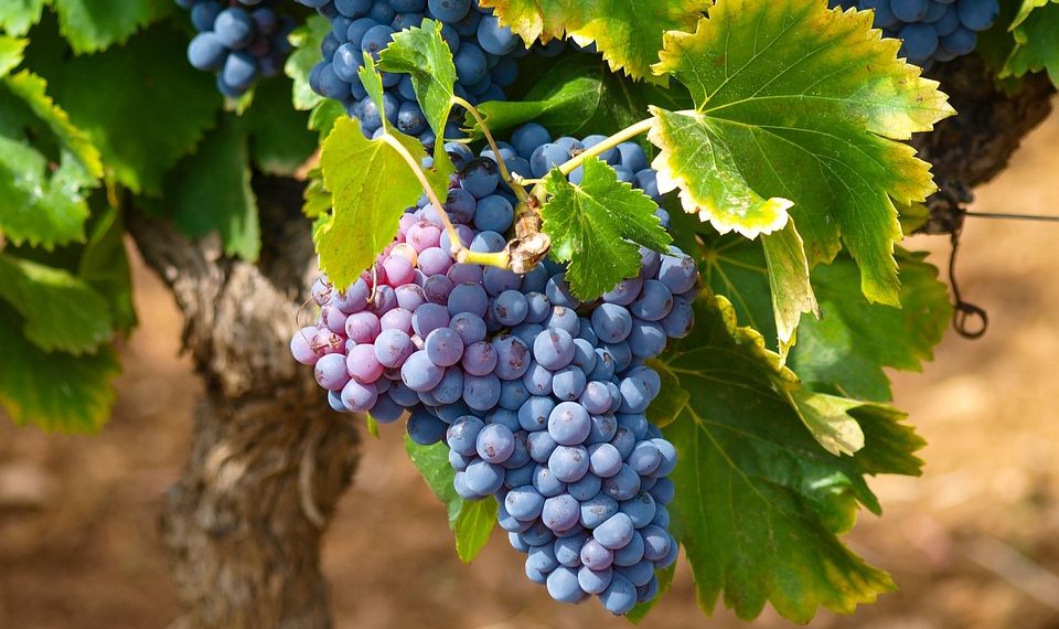 Purple grapes hanging on a vine ready for harvest.