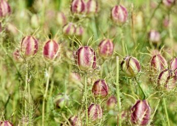 Thistle-like seed pods in a vibrant meadow.
