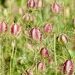 Thistle-like seed pods in a vibrant meadow.