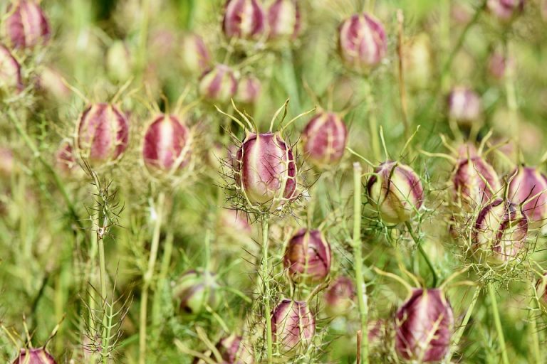 Thistle-like seed pods in a vibrant meadow.
