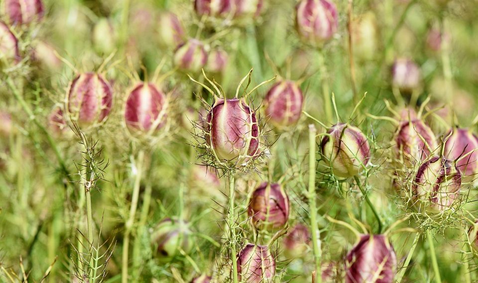 Thistle-like seed pods in a vibrant meadow.
