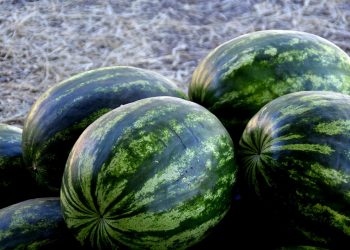 Watermelons stacked on a straw-covered ground.
