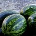 Watermelons stacked on a straw-covered ground.