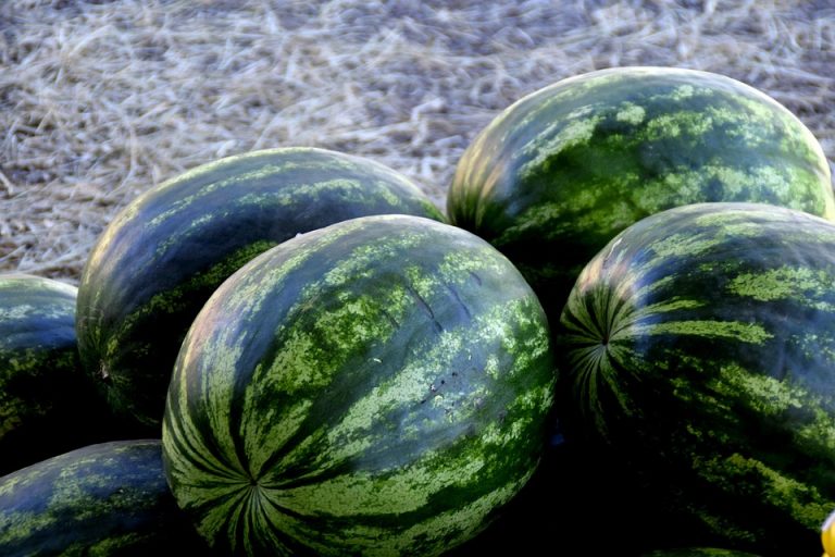 Watermelons stacked on a straw-covered ground.