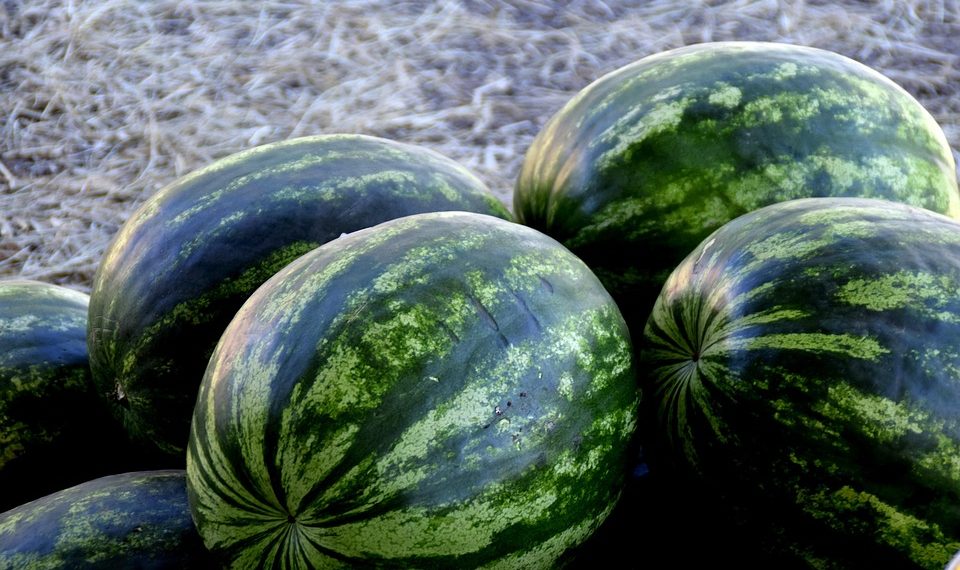 Watermelons stacked on a straw-covered ground.