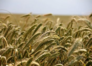 Golden wheat field swaying gently in the breeze.