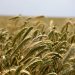 Golden wheat field swaying gently in the breeze.
