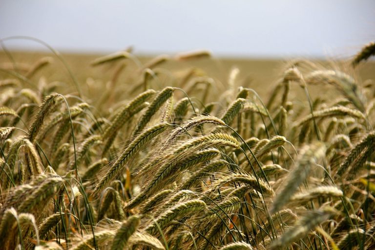 Golden wheat field swaying gently in the breeze.