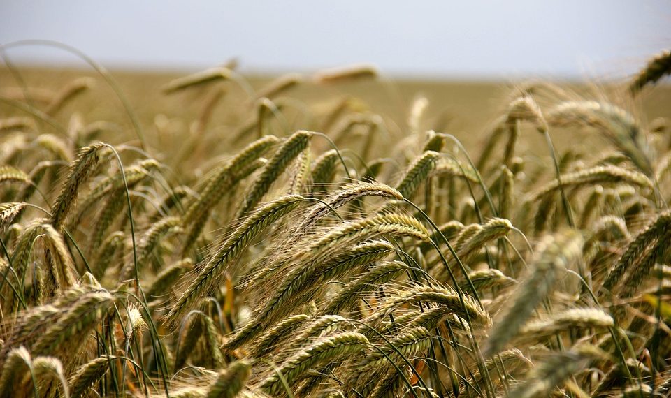 Golden wheat field swaying gently in the breeze.