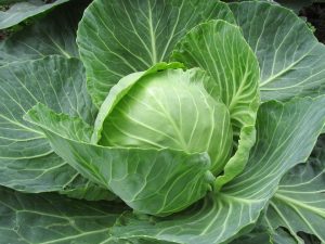 Fresh green cabbage head growing in a garden plot.