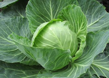 Fresh green cabbage head growing in a garden plot.