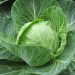 Fresh green cabbage head growing in a garden plot.