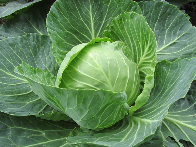 Fresh green cabbage head growing in a garden plot.