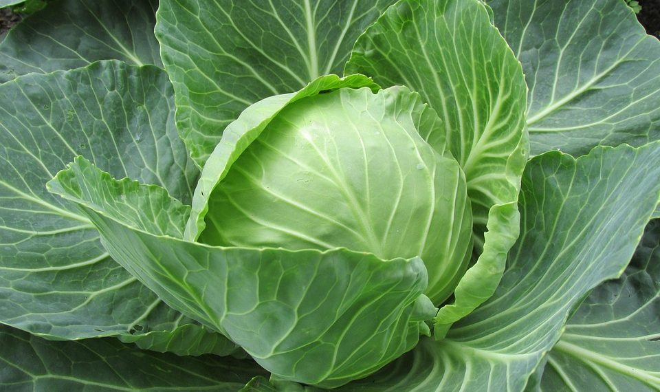 Fresh green cabbage head growing in a garden plot.