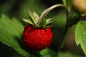 Ripe red strawberry on green leaves in garden.