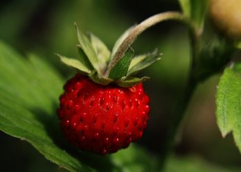 Ripe red strawberry on green leaves in garden.