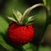 Ripe red strawberry on green leaves in garden.