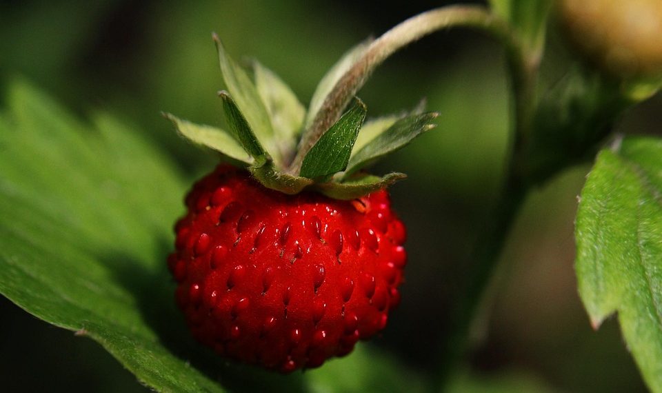 Ripe red strawberry on green leaves in garden.