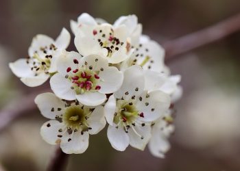 White pear blossoms in full bloom.