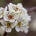 White pear blossoms in full bloom.
