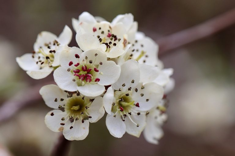 White pear blossoms in full bloom.