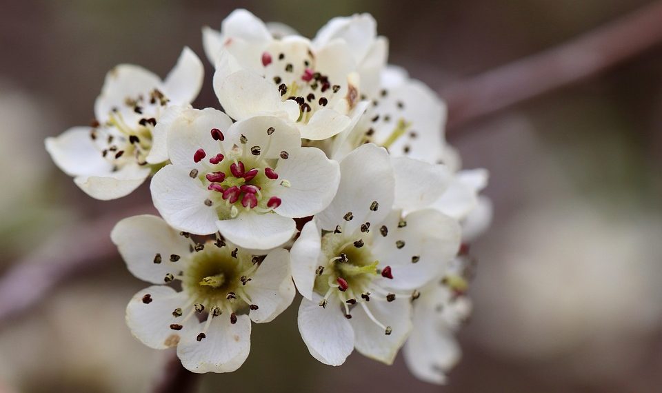 White pear blossoms in full bloom.