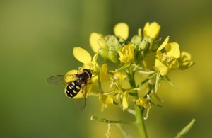 Bee pollinating yellow flowers on a sunny day.