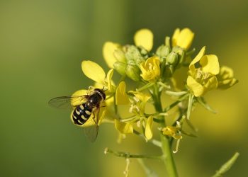 Bee pollinating yellow flowers on a sunny day.
