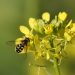 Bee pollinating yellow flowers on a sunny day.