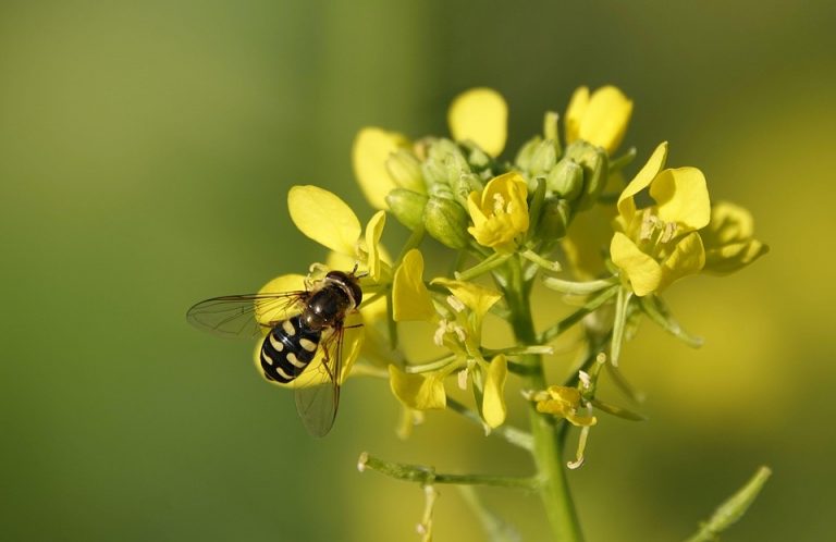 Bee pollinating yellow flowers on a sunny day.