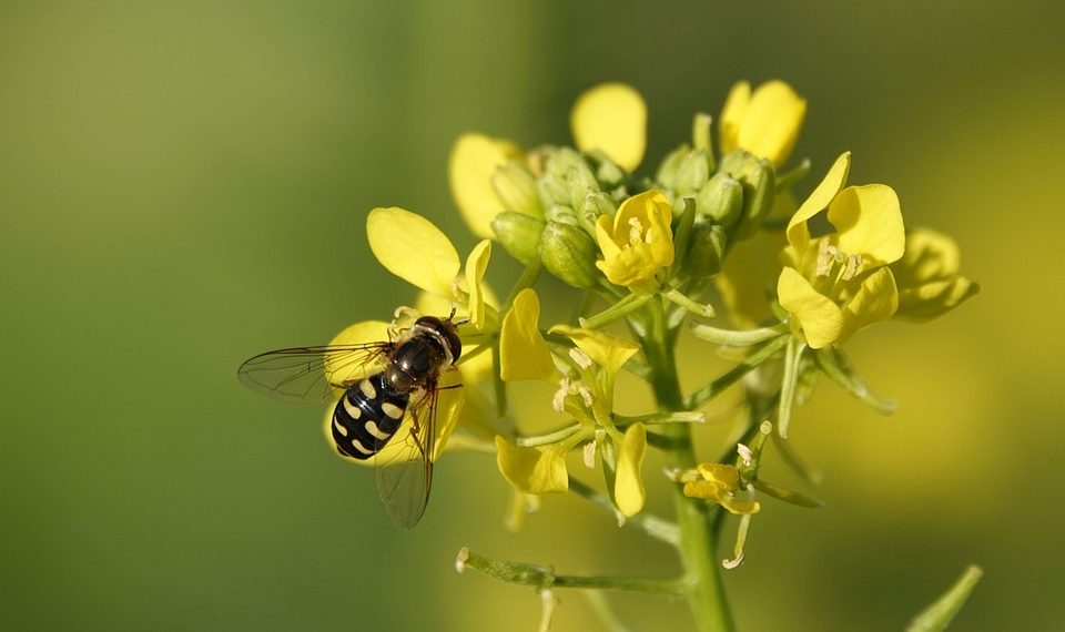 Bee pollinating yellow flowers on a sunny day.