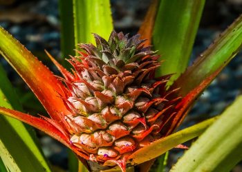Young pineapple growing with vibrant red leaves.