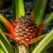 Young pineapple growing with vibrant red leaves.