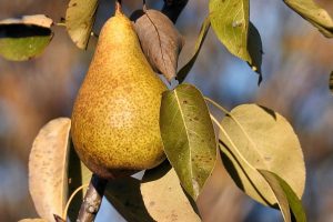Pear ripening on tree branch with autumn leaves.