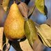 Pear ripening on tree branch with autumn leaves.