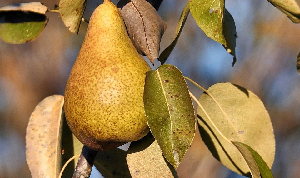 Pear ripening on tree branch with autumn leaves.
