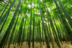 Dense bamboo forest reaching towards the sky, sunlight filtering through the leaves.