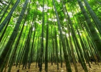 Dense bamboo forest reaching towards the sky, sunlight filtering through the leaves.