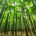 Dense bamboo forest reaching towards the sky, sunlight filtering through the leaves.