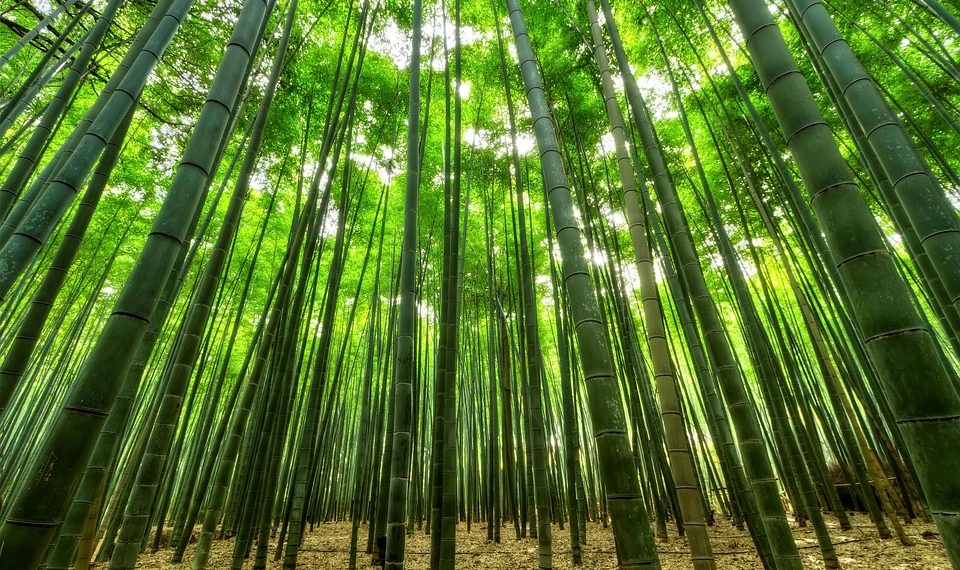 Dense bamboo forest reaching towards the sky, sunlight filtering through the leaves.