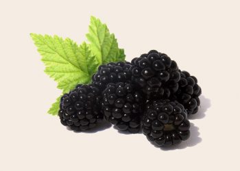 Blackberries with green leaves on a light background.